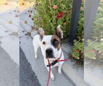Small #7 American Pit Bull Terrier Mix