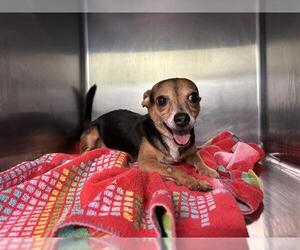 Chihuahua-Unknown Mix Dogs for adoption in Grand Prairie, TX, USA