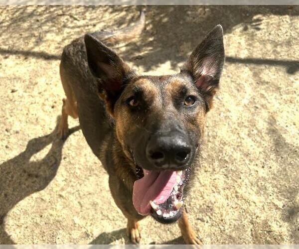 Medium Photo #2 Mutt Puppy For Sale in Martinez, CA, USA