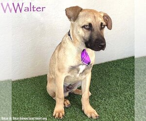Black Mouth Cur-Boxer Mix Dogs for adoption in San Diego, CA, USA
