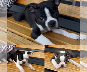 Boston Terrier Puppy for sale in SOUTHPORT, NC, USA