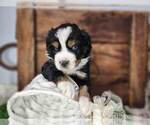 Puppy Puppy 2 Miniature Australian Shepherd
