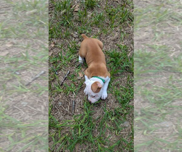 Medium Photo #9 Olde English Bulldogge Puppy For Sale in AUSTIN, TX, USA