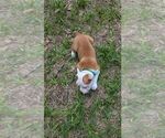 Small #8 Olde English Bulldogge
