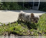 Small #1 French Bulldog