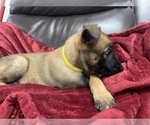 Small Photo #14 Belgian Malinois Puppy For Sale in REESEVILLE, WI, USA