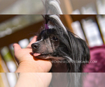 Small Photo #8 Chinese Crested Puppy For Sale in AURORA, CO, USA