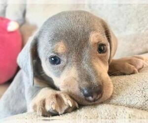 Chiweenie Puppy for sale in SHILOH, OH, USA