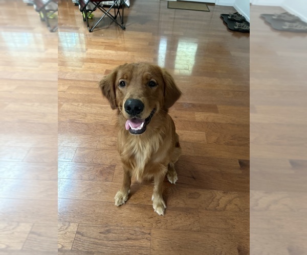 Medium Photo #1 Golden Retriever Puppy For Sale in SAINT JAMES, MO, USA