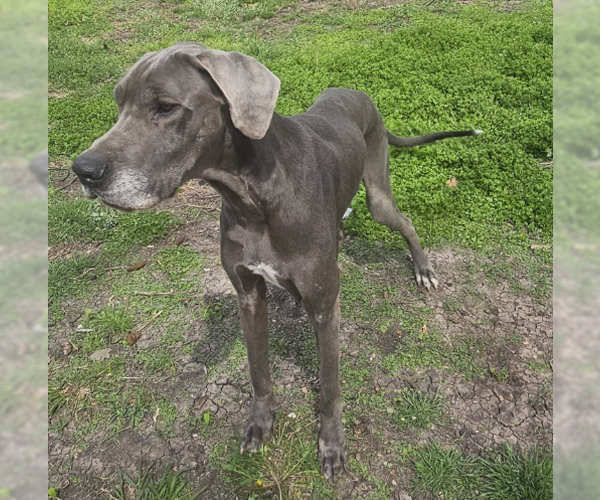 Medium Photo #1 Great Dane Puppy For Sale in McKinney, TX, USA