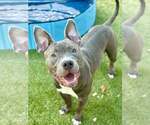 Small #1 Mutt