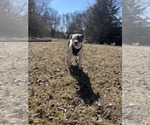 Small #2 American Pit Bull Terrier Mix