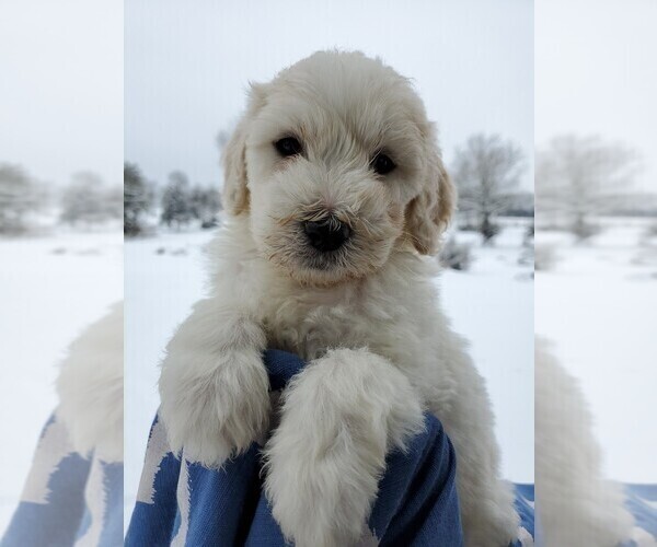 Medium Photo #2 Pyredoodle Puppy For Sale in NASHVILLE, TN, USA