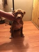 Small Photo #3 American Bully Puppy For Sale in ABERDEEN, NC, USA