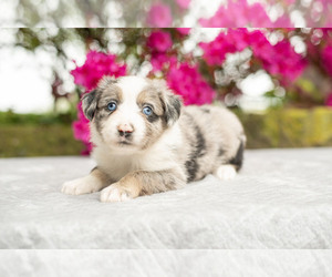 Australian Shepherd Puppy for Sale in SHREVE, Ohio USA