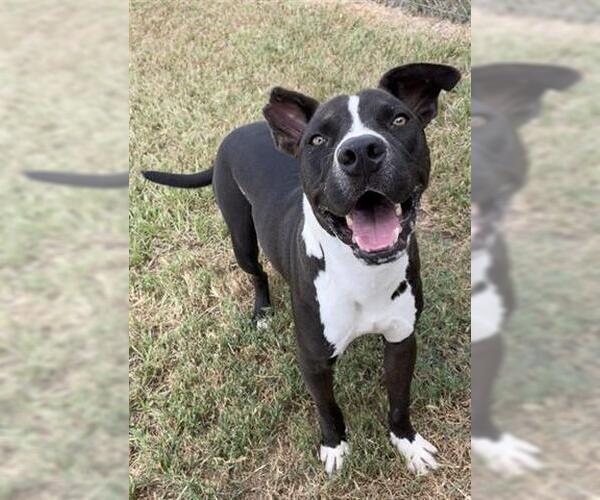 Medium Photo #1 Boxer-Unknown Mix Puppy For Sale in Rosenberg, TX, USA