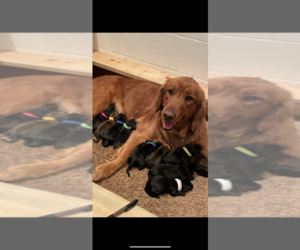 Mother of the Goldendoodle puppies born on 04/27/2022