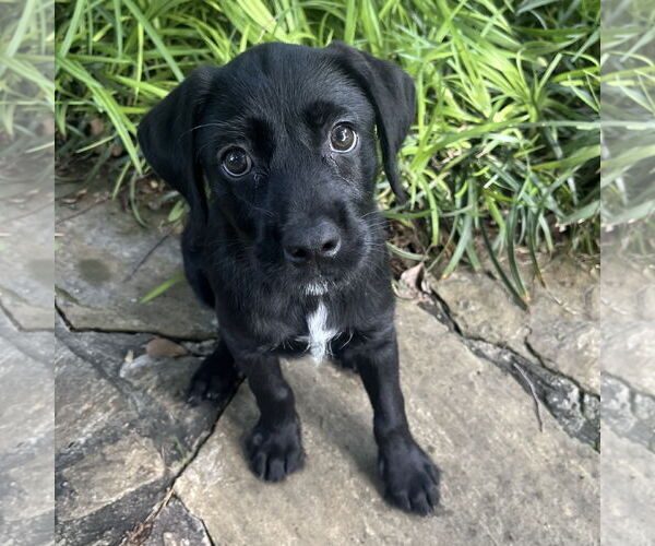 Medium Photo #9 Mutt Puppy For Sale in Fort Worth, TX, USA