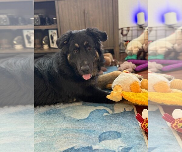 Medium Photo #2 Australian Shepherd-Unknown Mix Puppy For Sale in Winter Park, CO, USA