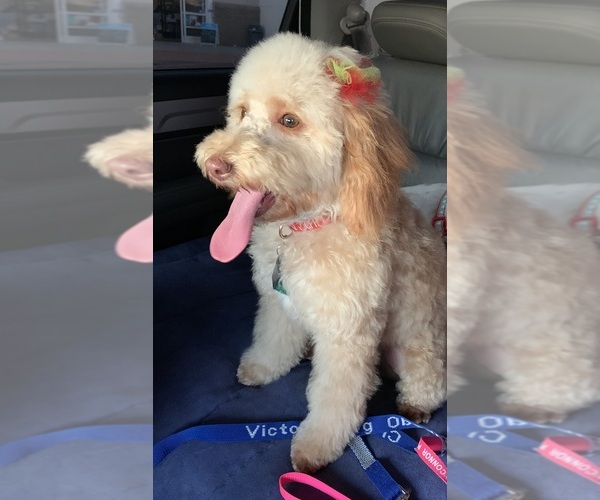 Medium Photo #1 Double Doodle Puppy For Sale in VICTORIA, TX, USA