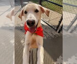 HARVEY - Male Labrador Retriever-Unknown Mix Dog for Adoption - Small photo