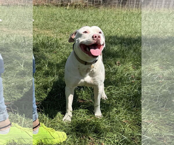 Medium Photo #5 American Bulldog Puppy For Sale in Mooresville, NC, USA