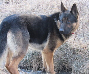 Father of the German Shepherd Dog puppies born on 06/12/2025