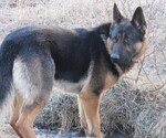 Small Photo #1 German Shepherd Dog Puppy For Sale in COLUMBUS, NE, USA