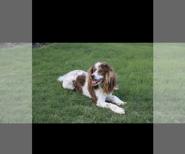 Medium Photo #1 Poodle (Miniature) Puppy For Sale in EDMOND, OK, USA