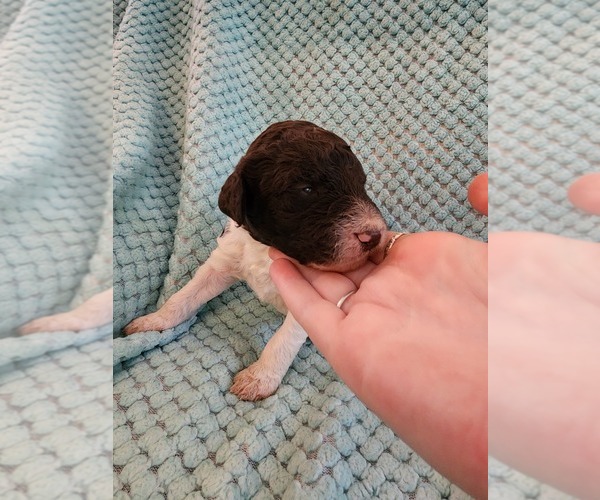 Medium Photo #36 Poodle (Standard) Puppy For Sale in CLAYTON, WA, USA