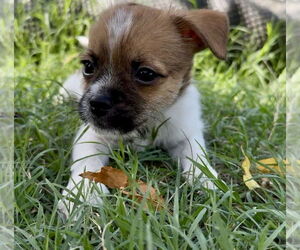 Mutt Dogs for adoption in Denton, TX, USA