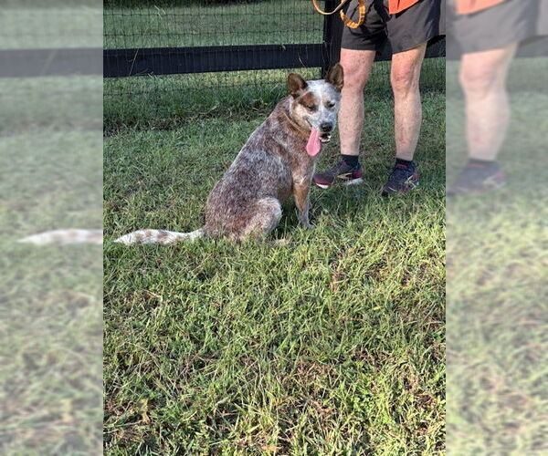 Medium Photo #1 Mutt Puppy For Sale in Garden City, NY, USA