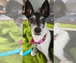 Small Jack Russell Terrier Mix