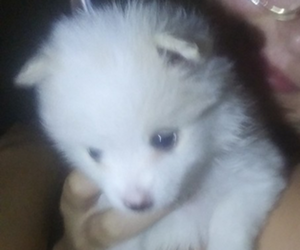 Pomeranian Puppy for sale in MIAMI, AZ, USA