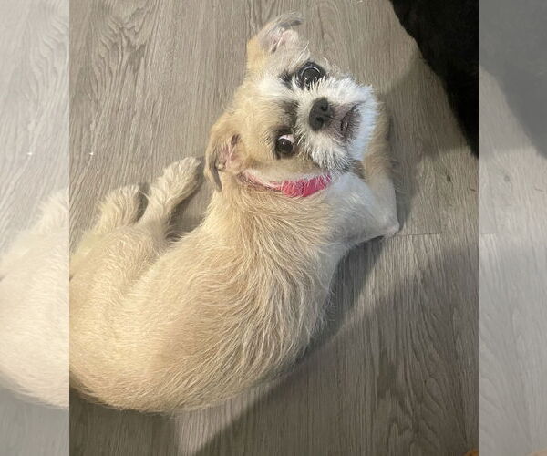 Medium Photo #4 Pug-Unknown Mix Puppy For Sale in Holly Springs, NC, USA