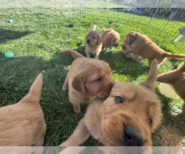 Medium Photo #6 Golden Retriever Puppy For Sale in GARDNERVILLE, NV, USA
