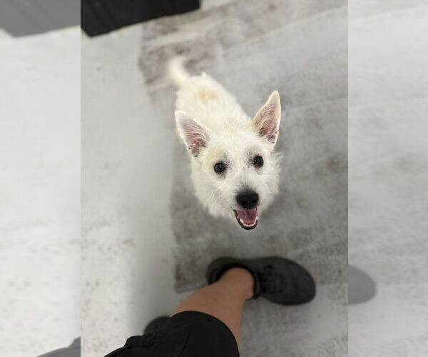 Medium Photo #4 Mutt Puppy For Sale in Studio City, CA, USA