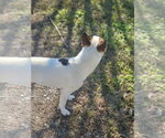 Small #15 Rat Terrier-Shiba Inu Mix