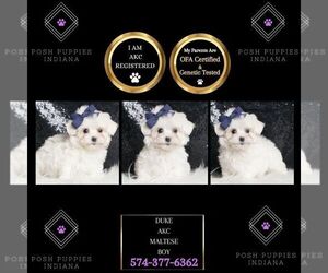 Maltese Puppy for sale in WARSAW, IN, USA