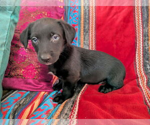 Chiweenie Dogs for adoption in Fresno, CA, USA