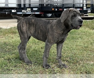Cane Corso Puppy for sale in WEATHERFORD, TX, USA
