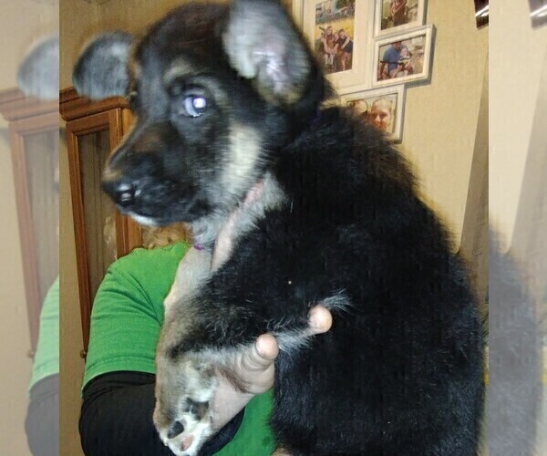 Medium Photo #2 German Shepherd Dog Puppy For Sale in CRESWELL, OR, USA