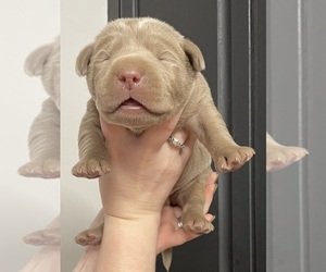 Labrador Retriever Puppy for sale in OSYKA, MS, USA