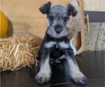 Small Photo #52 Schnauzer (Miniature) Puppy For Sale in GOSHEN, IN, USA