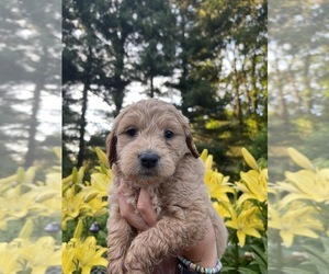 Goldendoodle (Miniature) Puppy for sale in WALKERTON, IN, USA