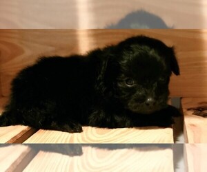 Maltese-Poodle (Toy) Mix Puppy for sale in PINK HILL, NC, USA