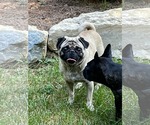 Small #4 Pug