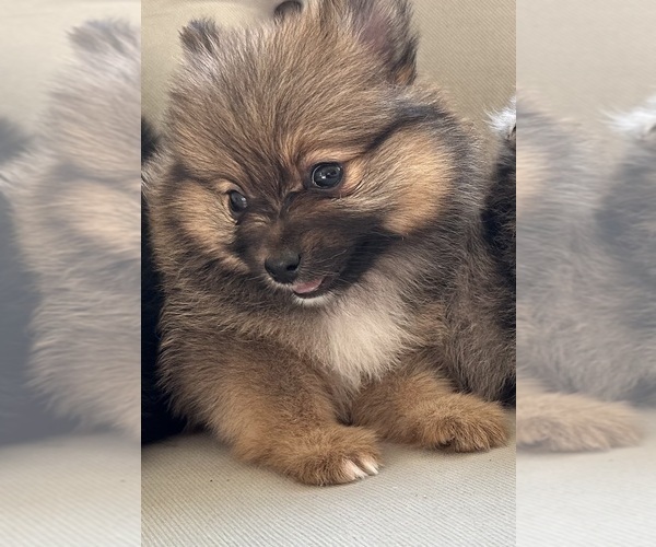 Medium Photo #1 Pomeranian Puppy For Sale in BAKERSFIELD, CA, USA