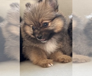 Pomeranian Puppy for sale in BAKERSFIELD, CA, USA