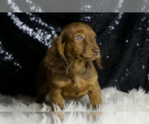 Medium Photo #52 Dachshund Puppy For Sale in WARSAW, IN, USA